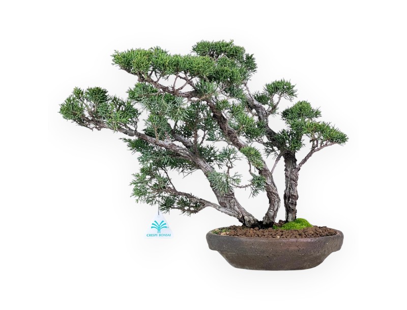 Bonsaï de genévrier de 36 cm | Pot rond en grès