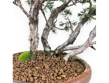 Juniper bonsai 36 cm | Round stoneware pot