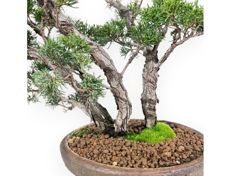 Bonsai di ginepro da 36 cm | Vaso tondo grès