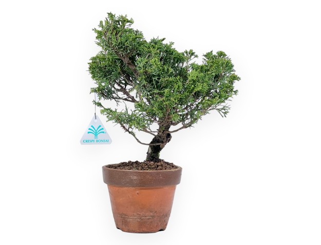 Bonsai di ginepro da 33 cm | Vaso tondo da coltivazione