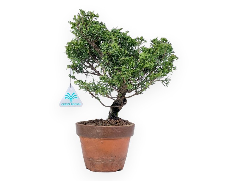 Juniper bonsai 33 cm | Round unglazed growing pot