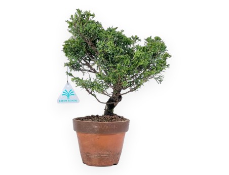 Bonsai di ginepro da 33 cm | Vaso tondo da coltivazione