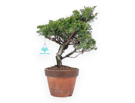 Juniper bonsai 33 cm | Round unglazed growing pot