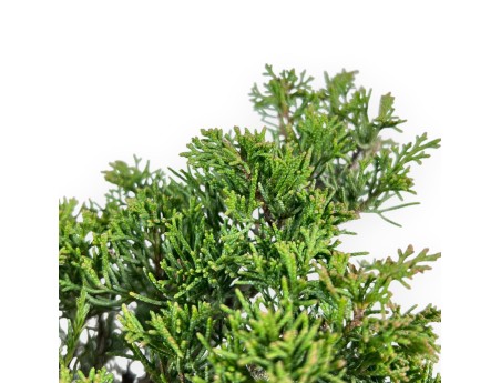 Juniper bonsai 33 cm | Round unglazed growing pot