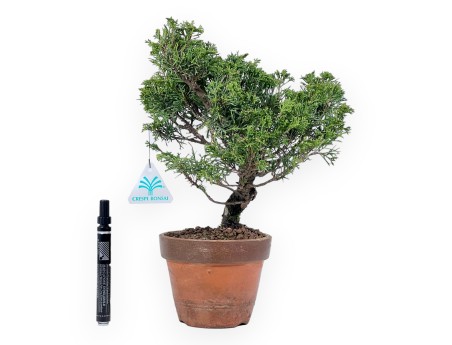 Bonsaï de genévrier de 33 cm|Pot rond de culture non émaillé