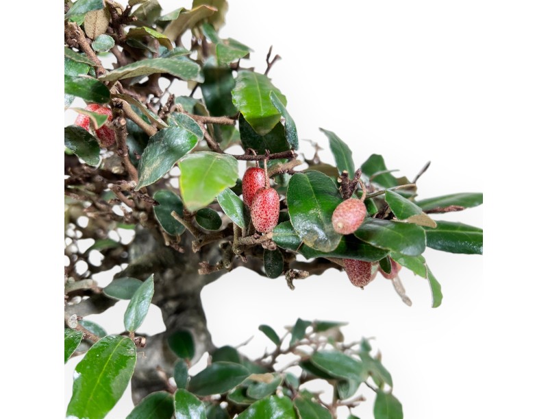 Elaeagnus pungens bonsaï de 33 cm | Pot ovale crème