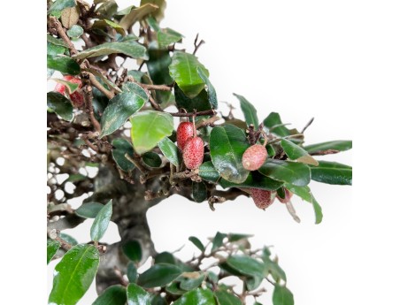 Elaeagnus pungens Bonsai von 33 cm | Creme oval Topf