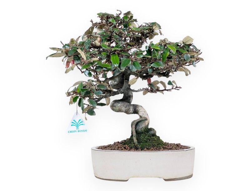 Elaeagnus pungens bonsai 33 cm | Crème ovaal pot