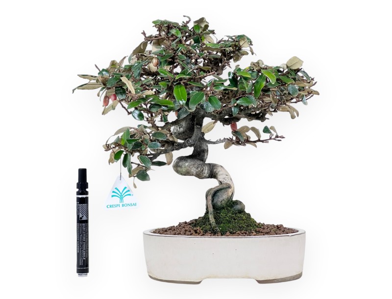 Elaeagnus pungens bonsai 33 cm | Maceta oval crema