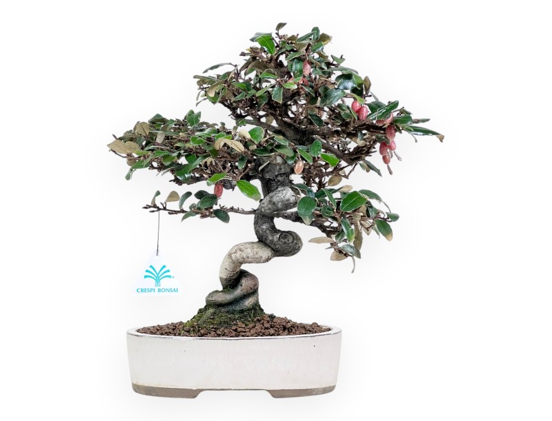 Elaeagnus pungens bonsai 33 cm | Maceta oval crema
