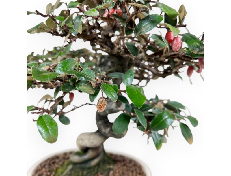 Elaeagnus pungens bonsai 33 cm | Cream oval pot