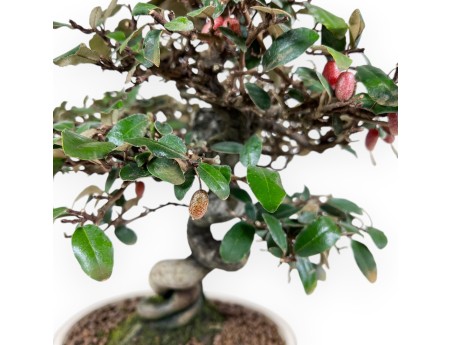 Elaeagnus pungens bonsai 33 cm | Crème ovaal pot