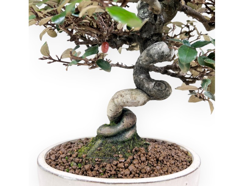 Bonsai di Elaeagnus pungens da 25 cm | Vaso ovale crema