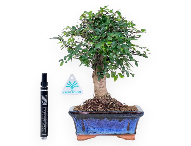 Bonsai van Zelkova nire van 28 cm | Rechteckiger blauer Topf