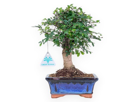 Bonsai di Zelkova nire da 28 cm | Vaso rettangolare blu
