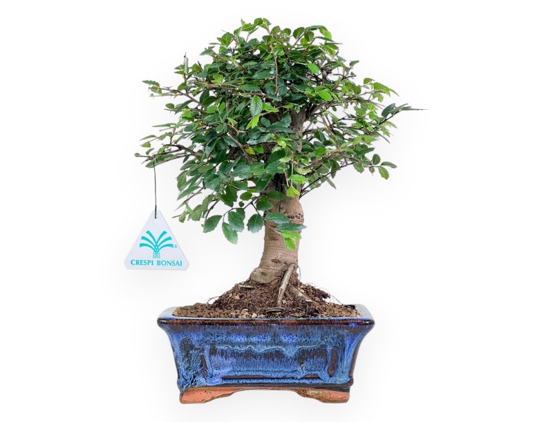 Bonsai of Zelkova nire of 28 cm | Rectangular blue pot