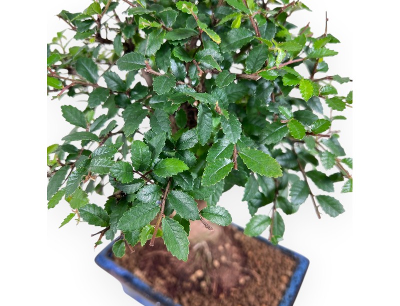 Bonsai van Zelkova nire van 28 cm | Rechteckiger blauer Topf