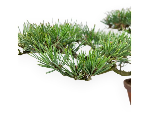 Pinus thunbergii bonsai, 34 cm | Round unglazed growing pot 2