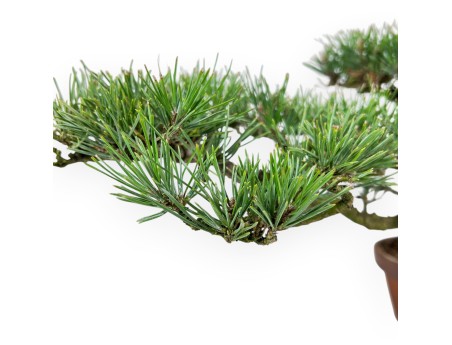 Bonsai di Pinus thunbergii 34 cm| Vaso tondo da coltivazione