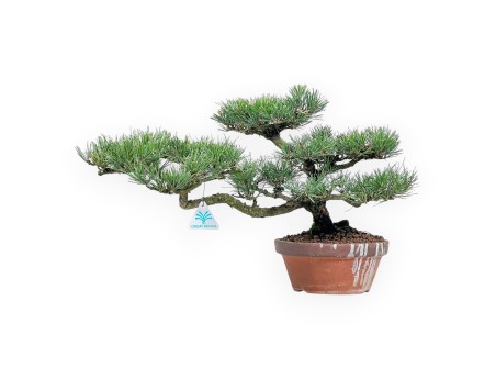 Pinus thunbergii bonsai, 34 cm | Round unglazed growing pot