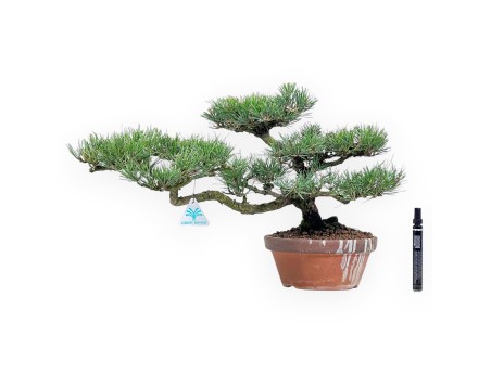 Pinus thunbergii bonsai 34cm|Pot rond de culture non émaillé