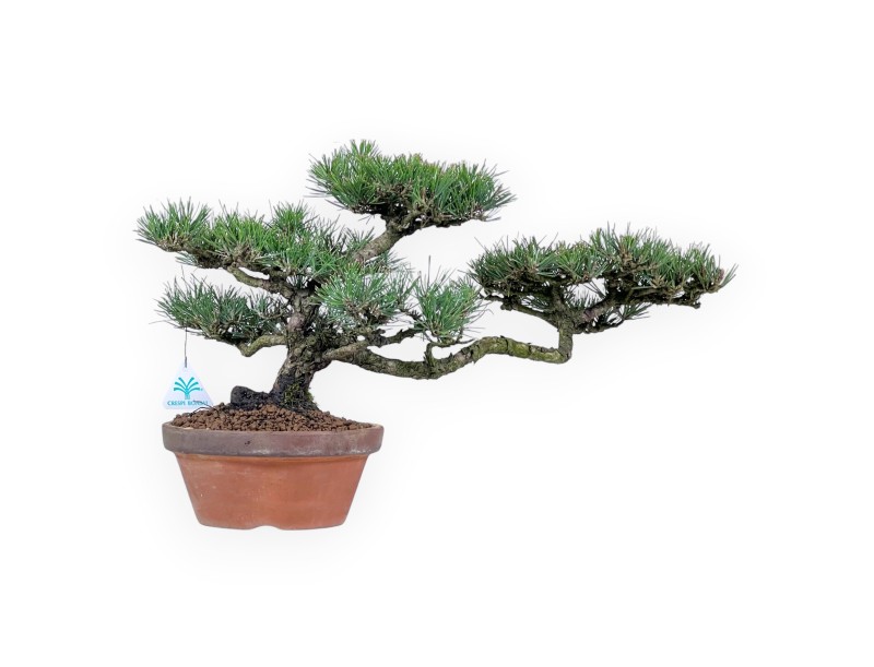 Pinus thunbergii bonsai, 34 cm | Round unglazed growing pot