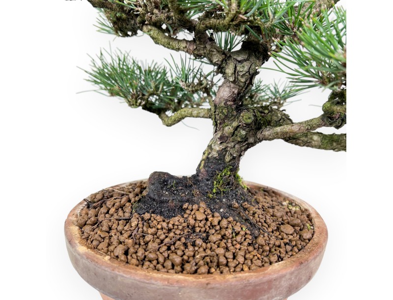 Pinus thunbergii bonsai, 34 cm | Round unglazed growing pot