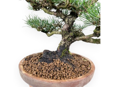 Pinus thunbergii bonsai, 34 cm | Round unglazed growing pot