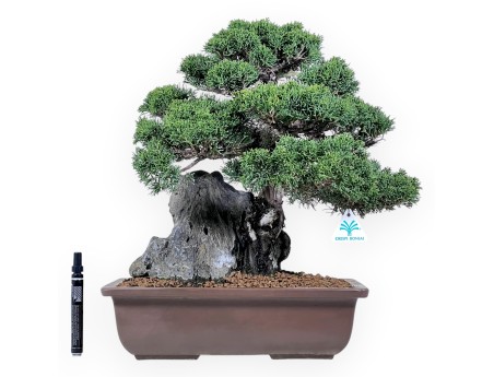 46 cm jeneverbes bonsai | Rechthoekige aardewerk pot