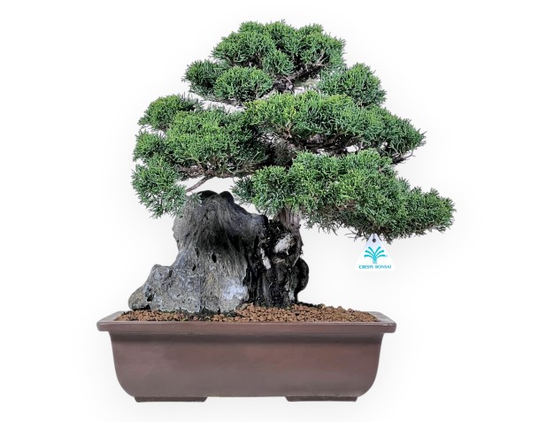 Juniper bonsai, 46 cm | Rectangular stoneware pot