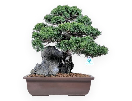 Bonzaï de genévrier de 46 cm | Pot rectangulaire en grès