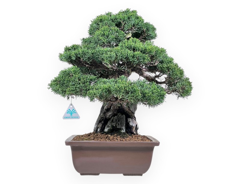Wacholder Bonsai 36 cm | Rechteckiger Steingut Topf