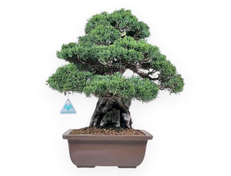 46 cm jeneverbes bonsai | Rechthoekige aardewerk pot
