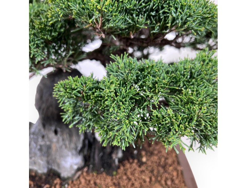 Juniper bonsai, 46 cm | Rectangular stoneware pot