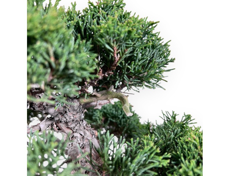 Juniper bonsai, 46 cm | Rectangular stoneware pot