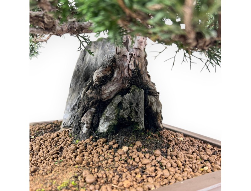Bonsai di ginepro da 46 cm | Vaso rettangolare grès