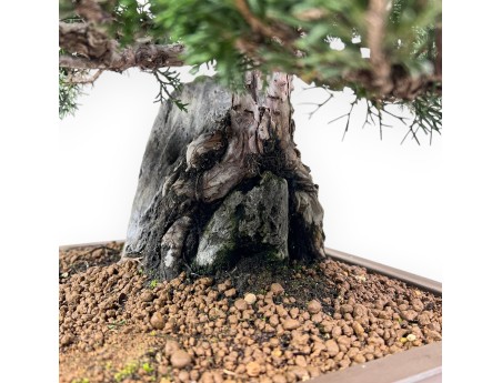 Bonzaï de genévrier de 46 cm | Pot rectangulaire en grès