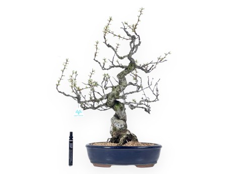 Prunus tomentosa - 64 cm