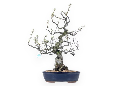 Prunus tomentosa - 64 cm