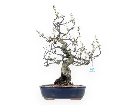 Prunus tomentosa - 64 cm
