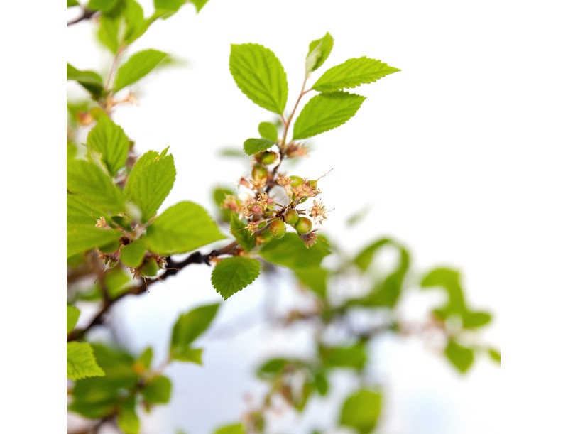 Prunus tomentosa - 64 cm