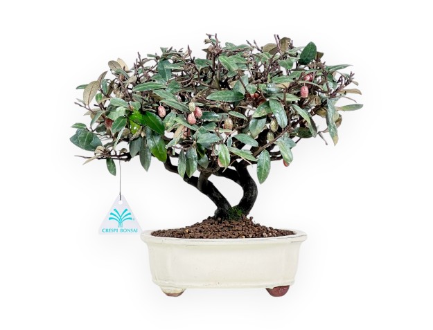 Elaeagnus pungens - Olivenbaum - 28 cm
