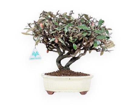 Elaeagnus pungens - Olivenbaum - 28 cm