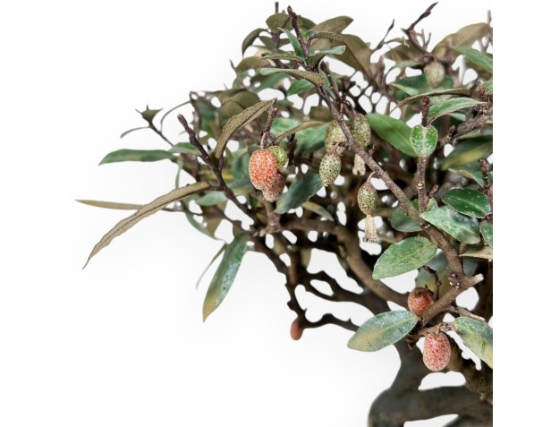 Elaeagnus pungens - Olivenbaum - 28 cm 2