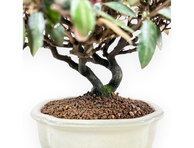 Elaeagnus pungens - Olijfboom - 28 cm