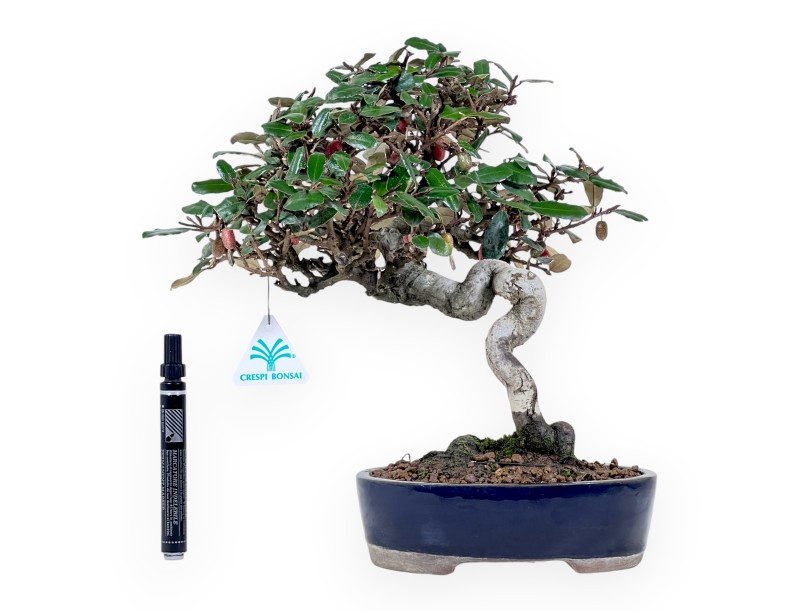 Bonsai Elaeagnus pungens (Olive tree) 32 cm - Ornamental evergreen