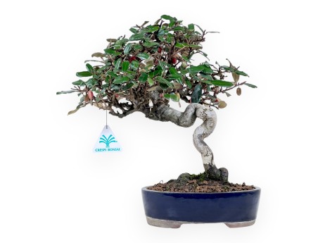 Bonsai Elaeagnus pungens (Olivagno) 32 cm – Sempreverde ornamentale