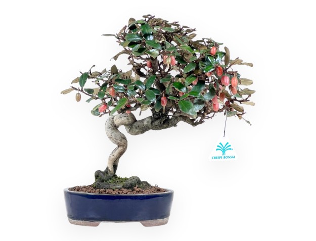 Bonsaï Elaeagnus pungens (olivier) 32 cm - Feuillage persistant ornemental