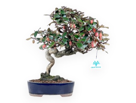 Bonsai Elaeagnus pungens (Olive tree) 32 cm - Ornamental evergreen