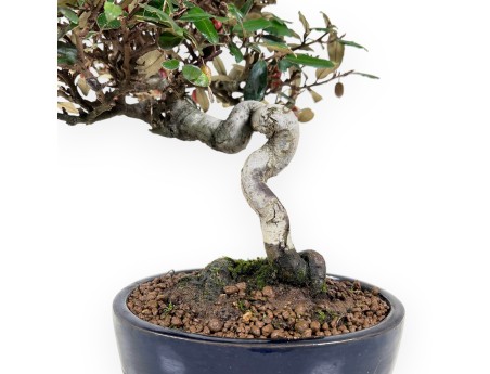 Bonsaï Elaeagnus pungens (olivier) 32 cm - Feuillage persistant ornemental